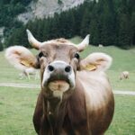 Stimmt die Verdauung, funktioniert die Kuh